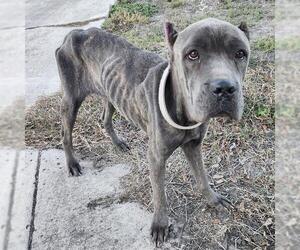 Mutt Dogs for adoption in San Antonio, TX, USA