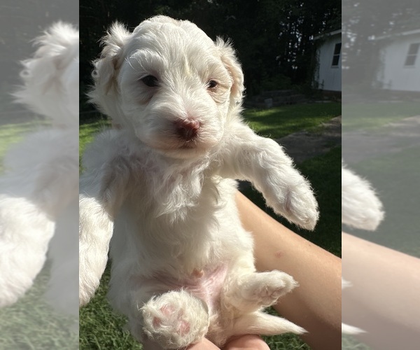 Medium Photo #3 Maltipoo Puppy For Sale in RUSSELLVILLE, AL, USA