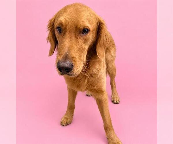 Medium Photo #1 Golden Retriever Puppy For Sale in HESPERIA, CA, USA