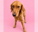 A128934 - Male Golden Retriever Dog for Adoption - Small photo