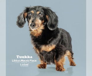 Dachshund Dogs for adoption in Mount Pleasant, SC, USA