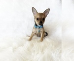 Small #2 Chihuahua