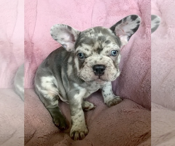 Medium Photo #7 French Bulldog Puppy For Sale in COCOA, FL, USA