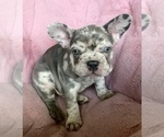 Small #6 French Bulldog