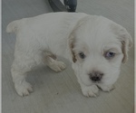 Small #2 Cocker Spaniel
