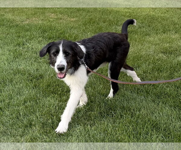 Medium Photo #2 Mutt Puppy For Sale in Brooklyn Center, MN, USA