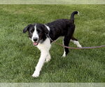 Small Photo #2 Mutt Puppy For Sale in Brooklyn Center, MN, USA