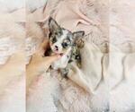 Small #22 Chihuahua