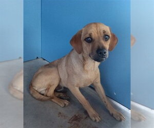 Chihuahua Dogs for adoption in San Bernardino, CA, USA