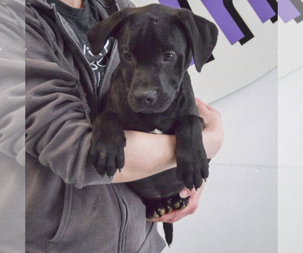 Medium Photo #3 American Staffordshire Terrier-Unknown Mix Puppy For Sale in Huntley, IL, USA