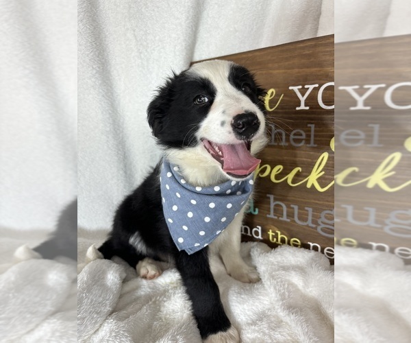 Medium Photo #5 Australian Shepherd Puppy For Sale in GREENFIELD, IN, USA