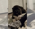 Small Photo #4 Akita Puppy For Sale in LAKEBAY, WA, USA