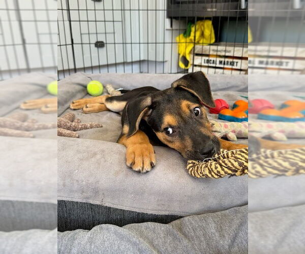 Medium Photo #15 Shollie Puppy For Sale in Lakewood, CO, USA