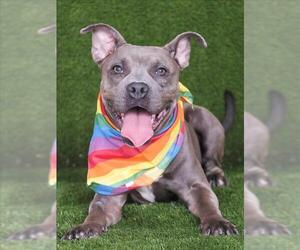 American Bulldog Dogs for adoption in Toronto, Ontario, Canada