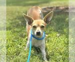 Small #1 Chihuahua Mix