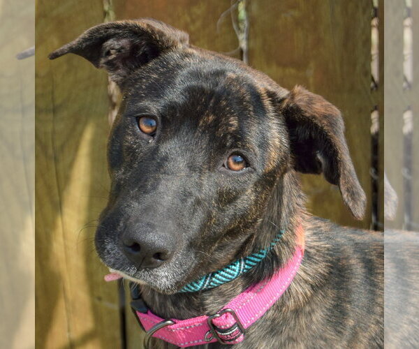 Medium Photo #2 Holland Shepherd-Unknown Mix Puppy For Sale in Huntley, IL, USA