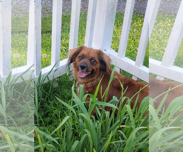 Medium Photo #1 Dameranian Puppy For Sale in Fruitland, SC, USA