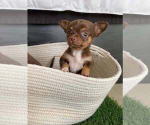 Chiranian Puppy for sale in SAN DIEGO, CA, USA