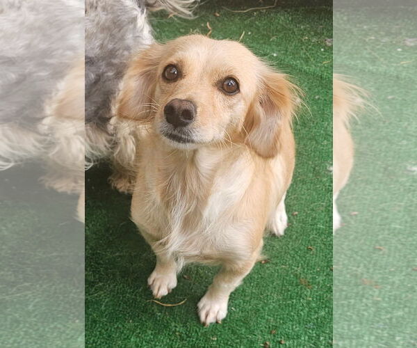 Medium Photo #2 Spaniel-Unknown Mix Puppy For Sale in Santa Rosa, CA, USA