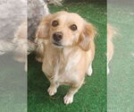 Small #1 Spaniel Mix
