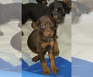 Doberman Pinscher Puppy for sale in HILO, HI, USA
