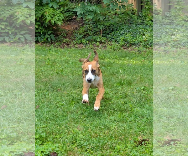 Medium Photo #20 Beagle-Unknown Mix Puppy For Sale in Fultonham, NY, USA