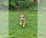 Small #19 Beagle Mix
