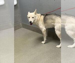 German Shepherd Dog-Unknown Mix Dogs for adoption in Las Vegas, NV, USA