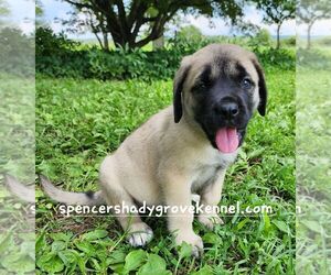 Mastiff Puppy for sale in CABOOL, MO, USA