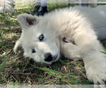 Small Photo #26 German Shepherd Dog Puppy For Sale in WASHINGTON, NJ, USA