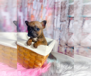 American French Bull Terrier Puppy for sale in KINSTON, NC, USA