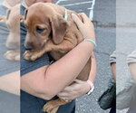 Small #9 Dachshund-Doberman Pinscher Mix
