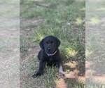 Small Photo #25 Labrador Retriever Puppy For Sale in GLADSTONE, VA, USA