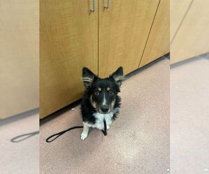 Australian Shepherd-Unknown Mix Dogs for adoption in Ogden, UT, USA