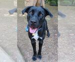Small #14 Labrador Retriever Mix