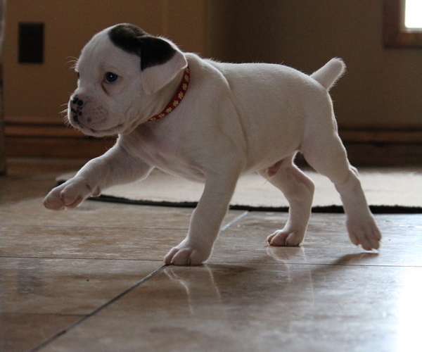 Medium Photo #2 Boxer Puppy For Sale in HERRIMAN, UT, USA