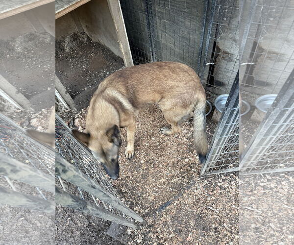 Medium Photo #3 German Shepherd Dog-Unknown Mix Puppy For Sale in Woodland, CA, USA