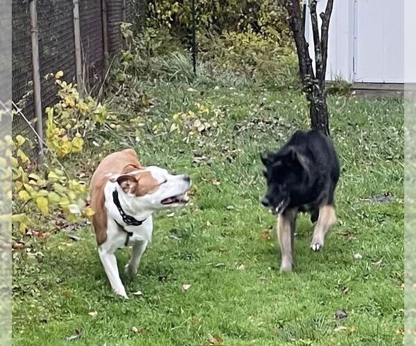 Medium Photo #4 American Pit Bull Terrier-Unknown Mix Puppy For Sale in Rochester, NY, USA