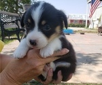 Small Photo #2 Pembroke Welsh Corgi Puppy For Sale in BRIGGSDALE, CO, USA