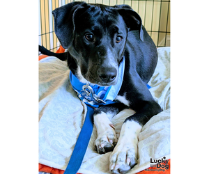 Annie - Female Labrador Retriever-Unknown Mix Dog for Adoption - Photo #3