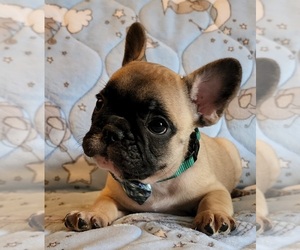 French Bulldog Puppy for sale in THREE RIVERS, MI, USA