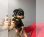 Small Photo #7 Rottweiler Puppy For Sale in TEMECULA, CA, USA