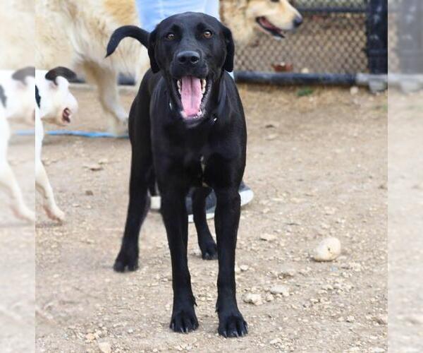 Medium Photo #1 Mutt Puppy For Sale in San Antonio, TX, USA