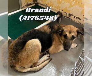 Medium German Shepherd Dog