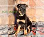 Small #4 Rottweiler Mix