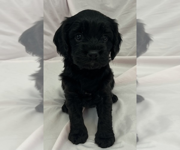 Medium Photo #2 Cavapoo Puppy For Sale in PENSACOLA, FL, USA