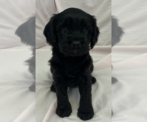 Medium Cavapoo