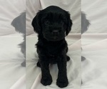 Puppy Licorice Cavapoo