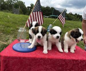Saint Bernard Puppy for sale in JEFFERSONVILLE, KY, USA