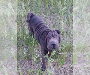 Mother of the Chinese Shar-Pei puppies born on 01/02/2026
